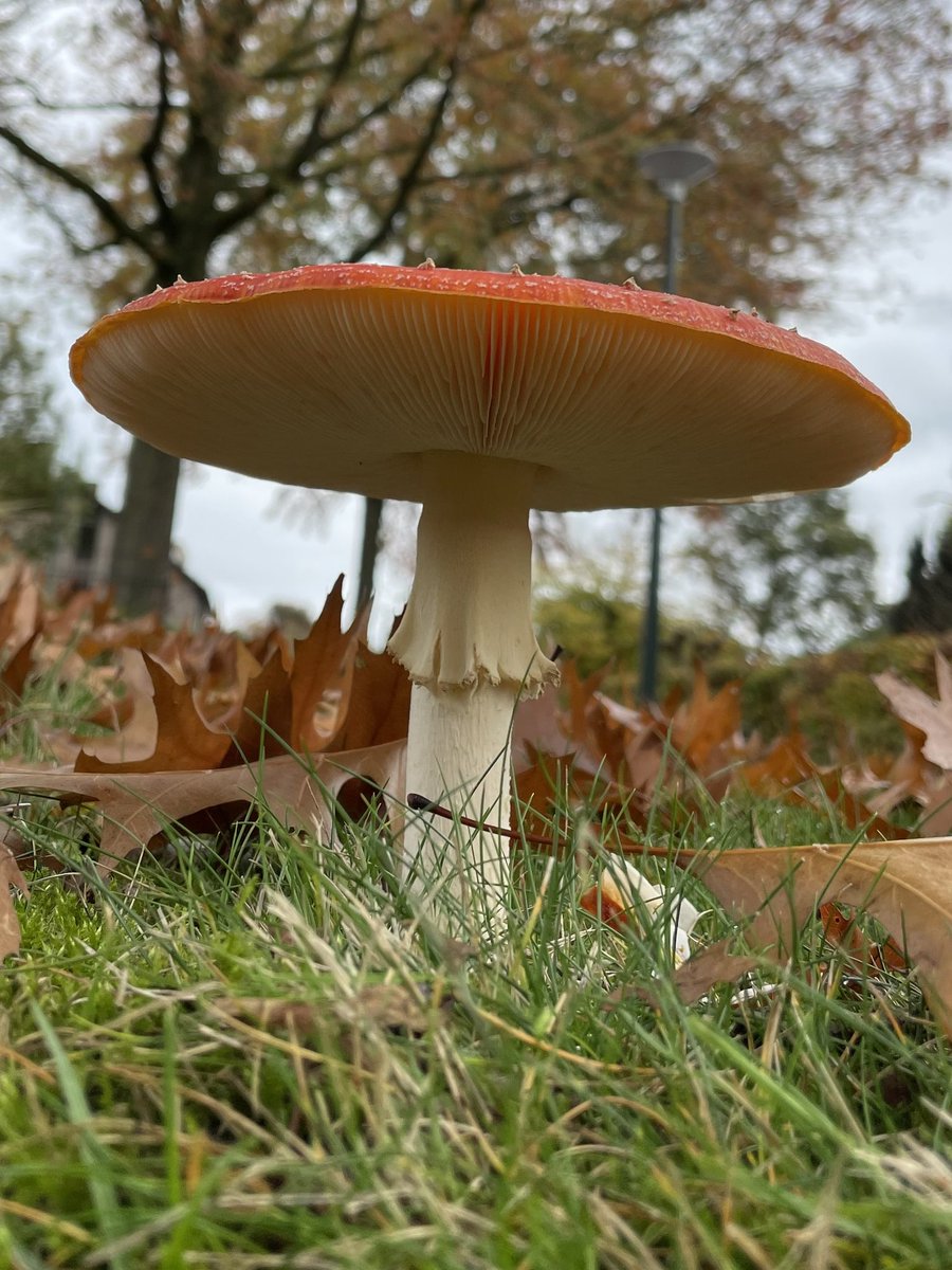 Rifovand's tweet photo. Blijft mooi die vliegenzwammen 🍄 https://t.co/WxugkcIwcl
