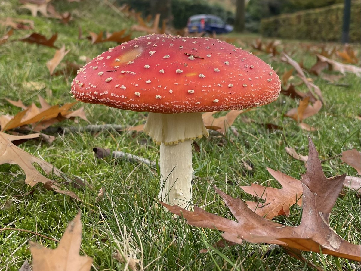 Rifovand's tweet photo. Blijft mooi die vliegenzwammen 🍄 https://t.co/WxugkcIwcl
