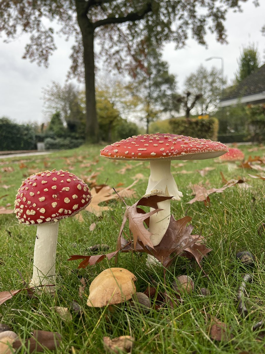 Rifovand's tweet photo. Blijft mooi die vliegenzwammen 🍄 https://t.co/WxugkcIwcl