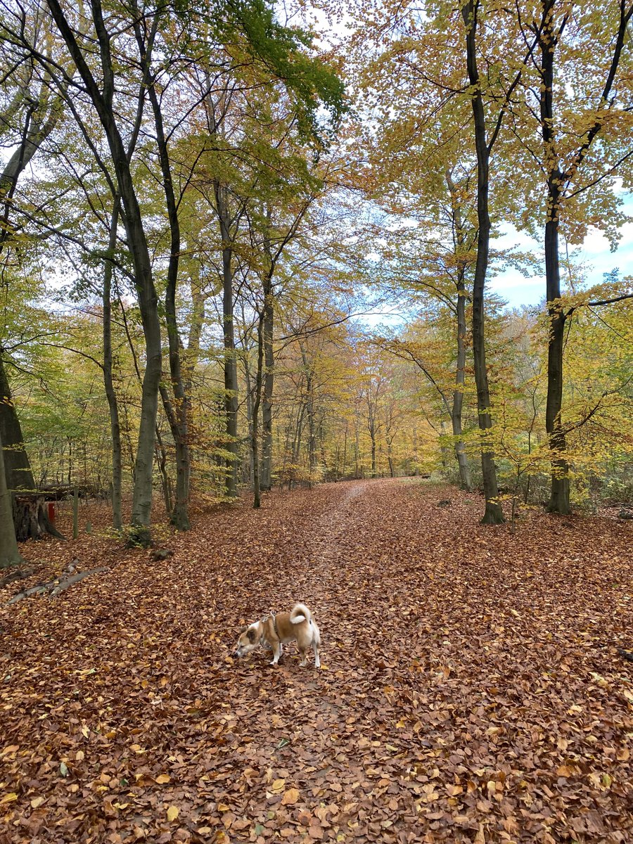 gomsoonisnow's tweet photo. 가을의 끝자락을 붙잡고..가을아 가지마!! 🥹🍂🍁🐶🧡 https://t.co/vWr19Q7J3m