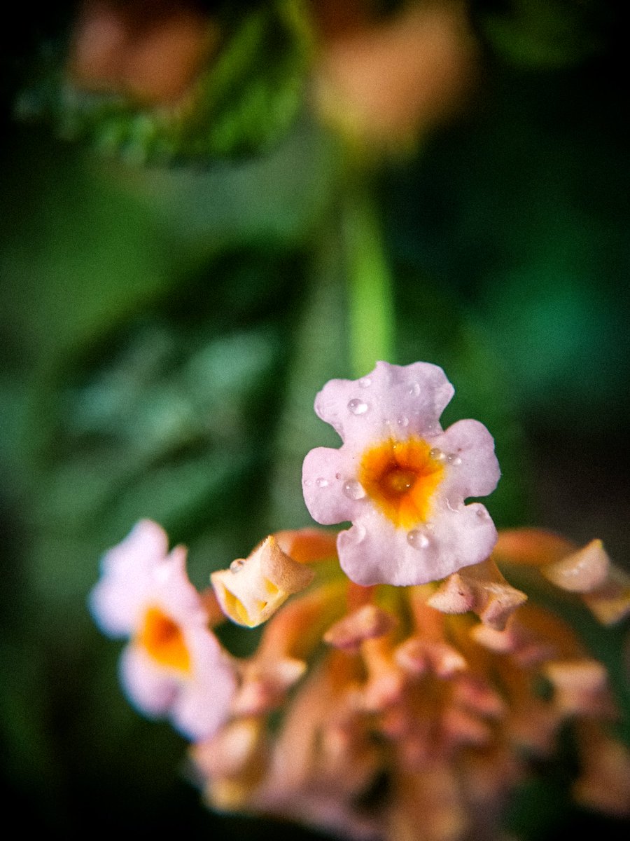 wigneshshenoy's tweet photo. Shot On @Adcom_India &amp; @realmeIndia Narzo 70 Pro https://t.co/mlWjkpOfDa