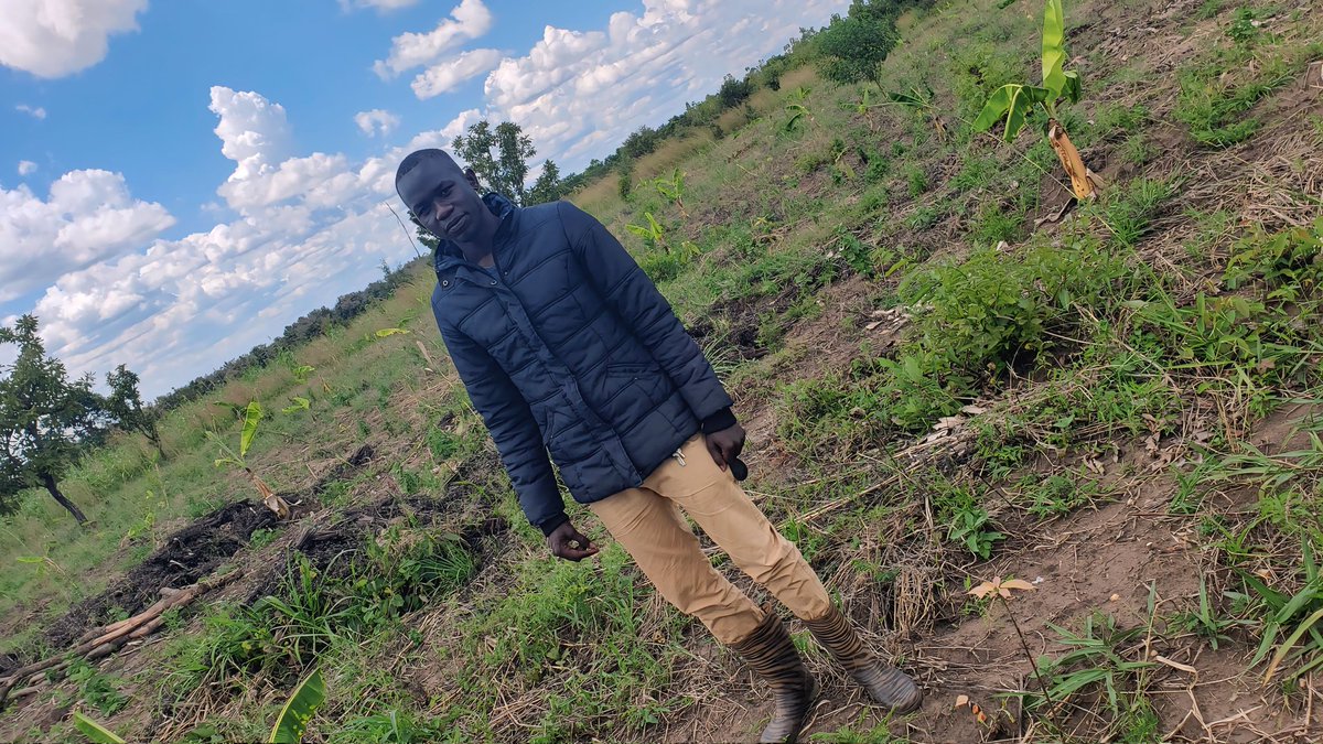 ogen_ivan's tweet image. Did you know cocoa grows well in northern ug