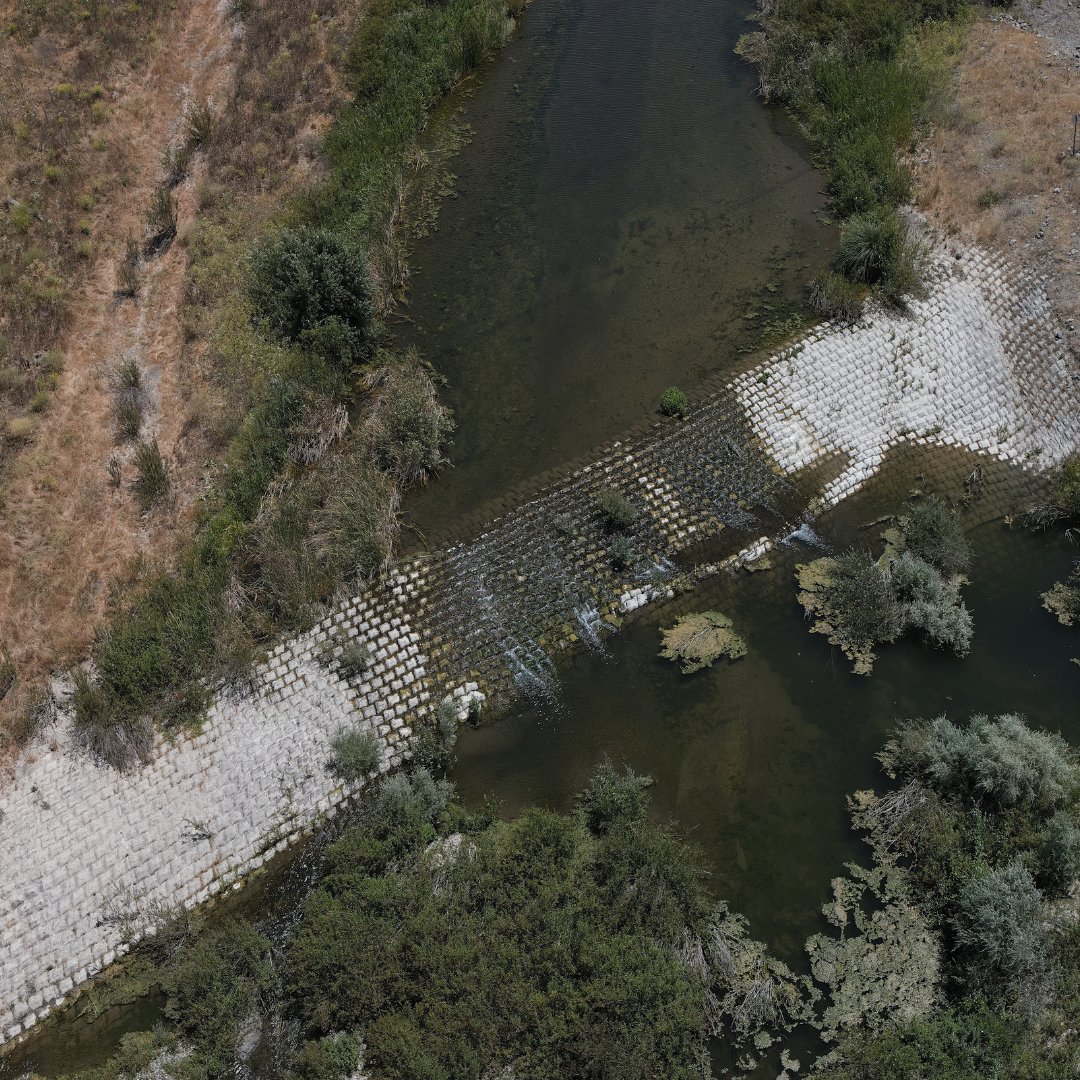 California Trout tweet media