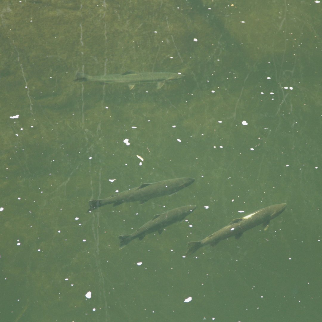 California Trout tweet media