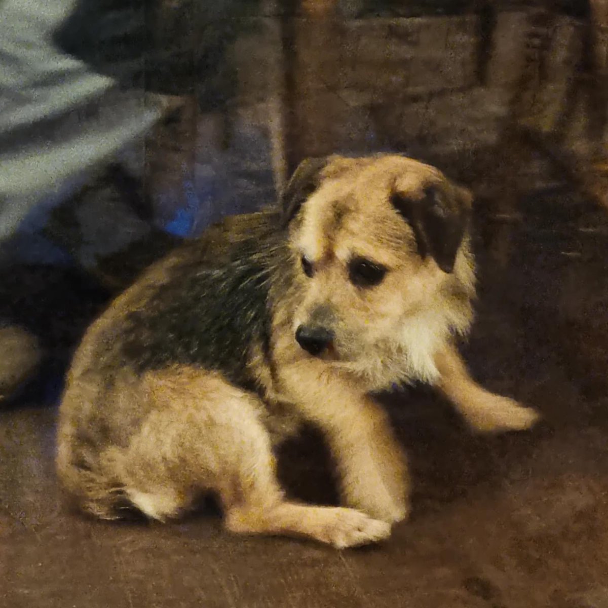 A big part of countryside life is lovely dogs and we love when you bring yours in! We have plenty of water bowls and treats for your best furry pal, and, as we don't have any fireworks on this evening, we're a safe haven for those who are a bit anxious at this time of year!