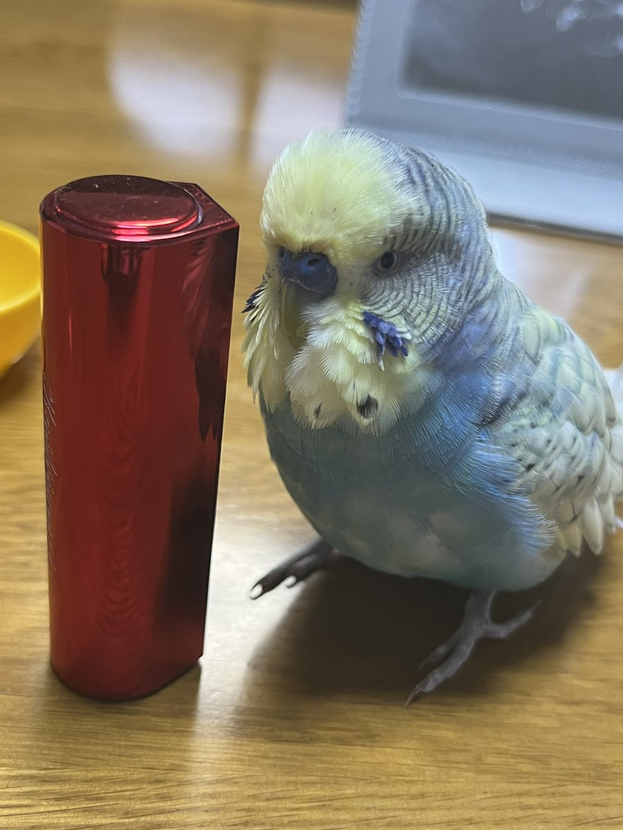 yutaiathi's tweet photo. こんばんは⭐️
今日のおコメちゃん💕
リップのミラーお気に入り✨
#セキセイインコ https://t.co/34Bozc3tUj