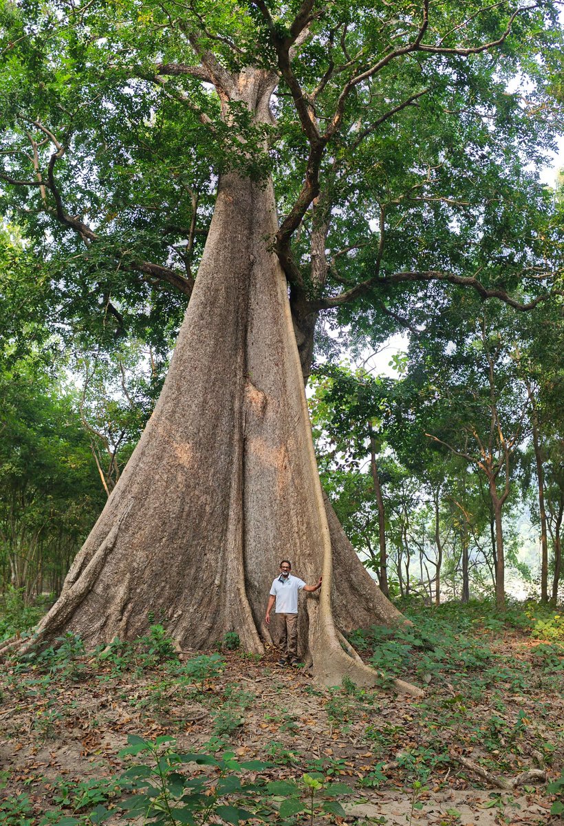 uday32008293's tweet image. #TheBigTreeQuest