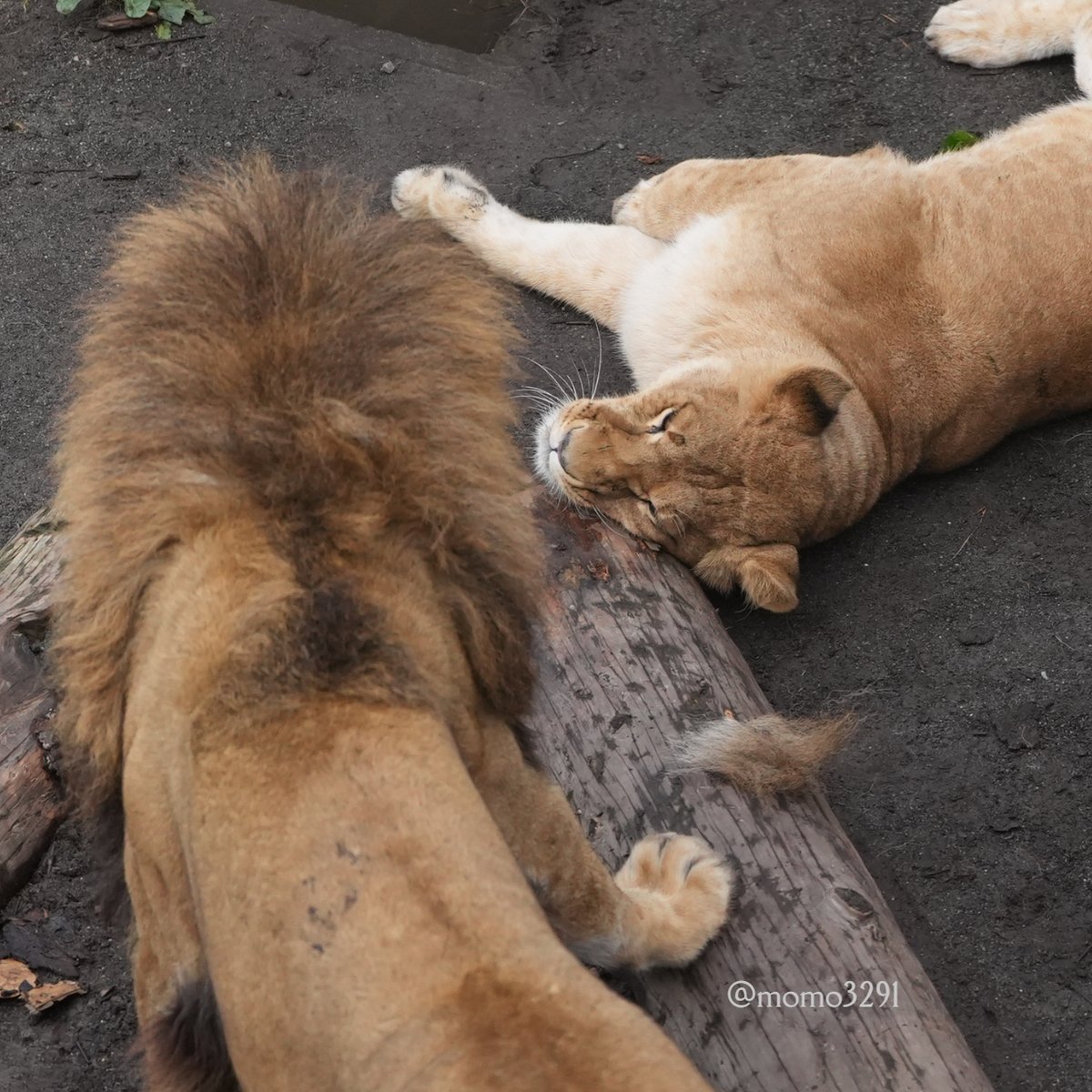 オリトとフウちゃんが衝突！

そして、抜かれた大量の鬣....😅

#asahiyamazoo #旭山動物園
#ライオン #lion #オリト #フウ