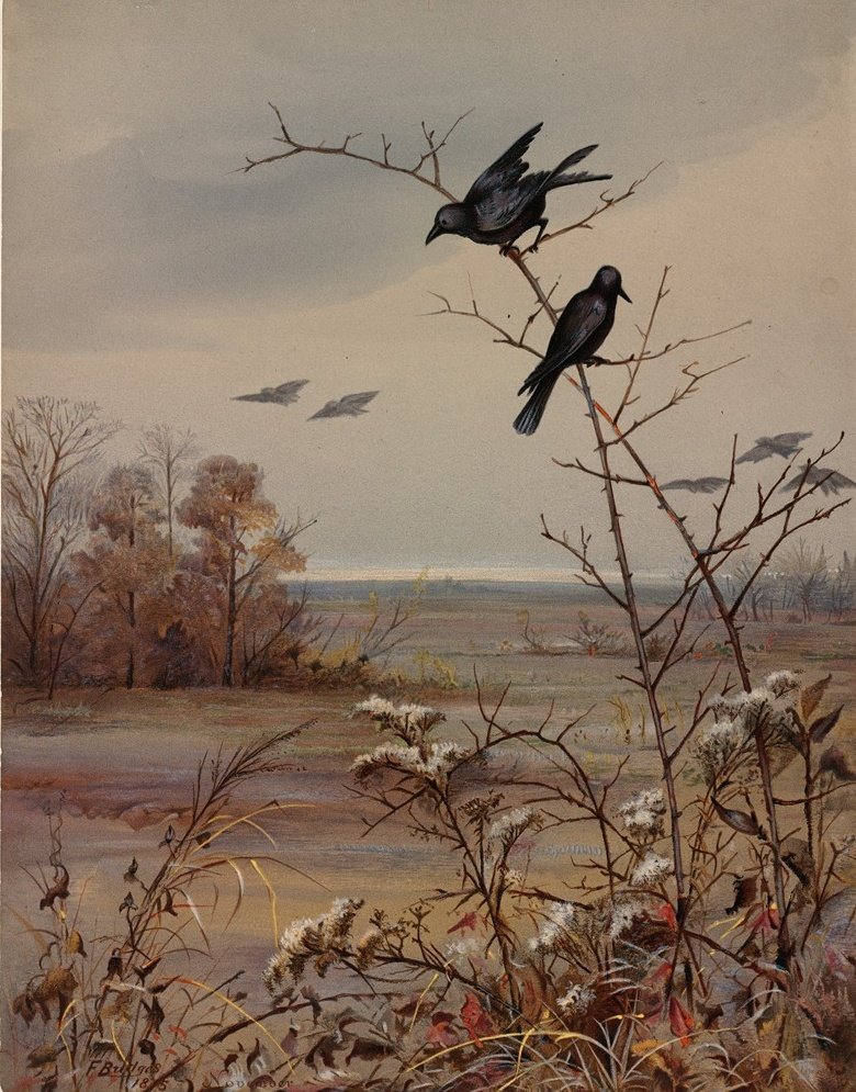 arealmofwonder's tweet photo. "November always seems to me the Norway of the year."
     ~ Emily Dickinson

November Day (1876)
  🎨 Fidelia Bridges https://t.co/OHKQBLqXLt