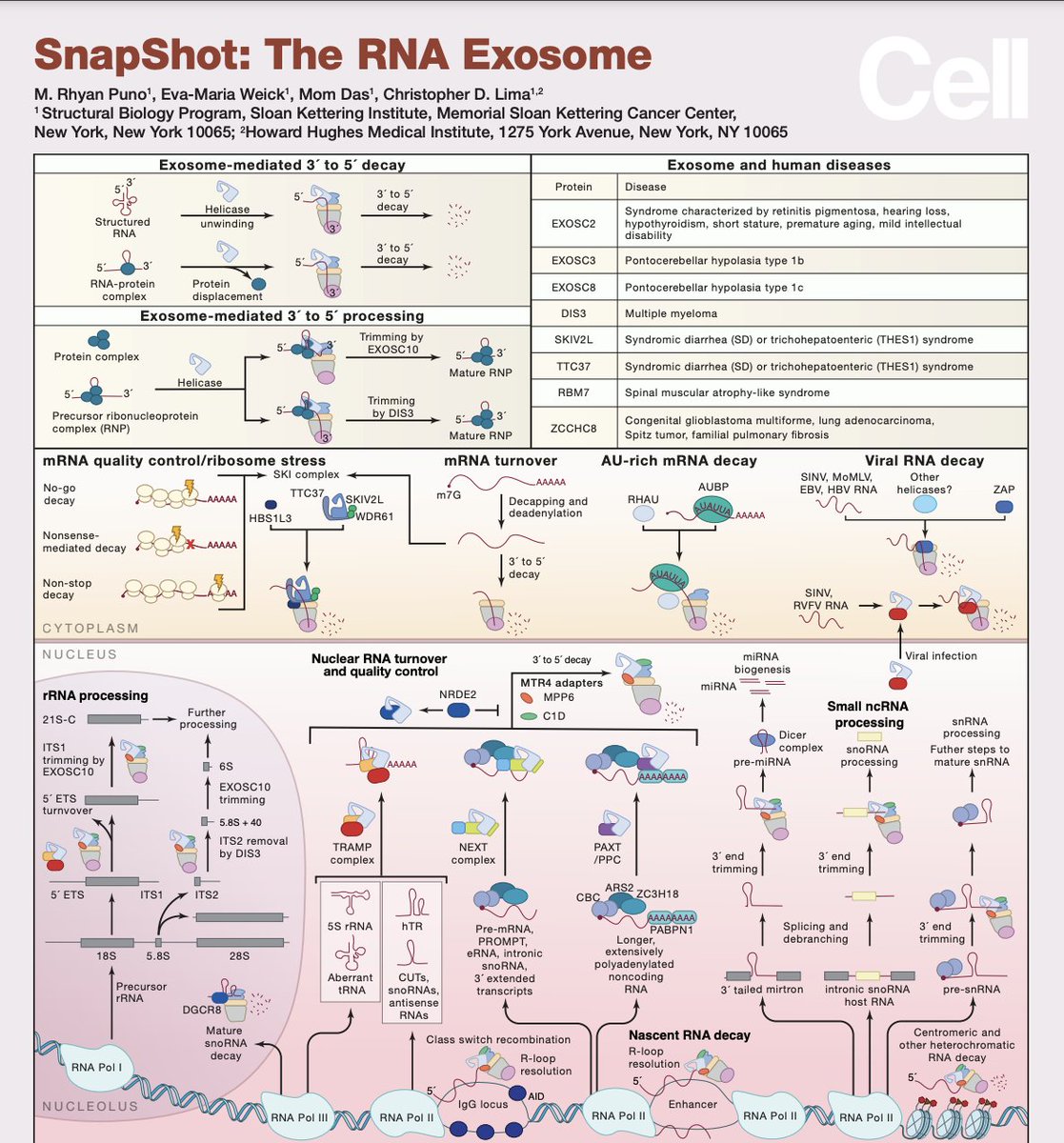 Remember RNA degradation.

Exosomes are 3' --> 5' ribonucleases mediating maturation, quality control, and turnover of diverse RNAs in eukaryotic cells.