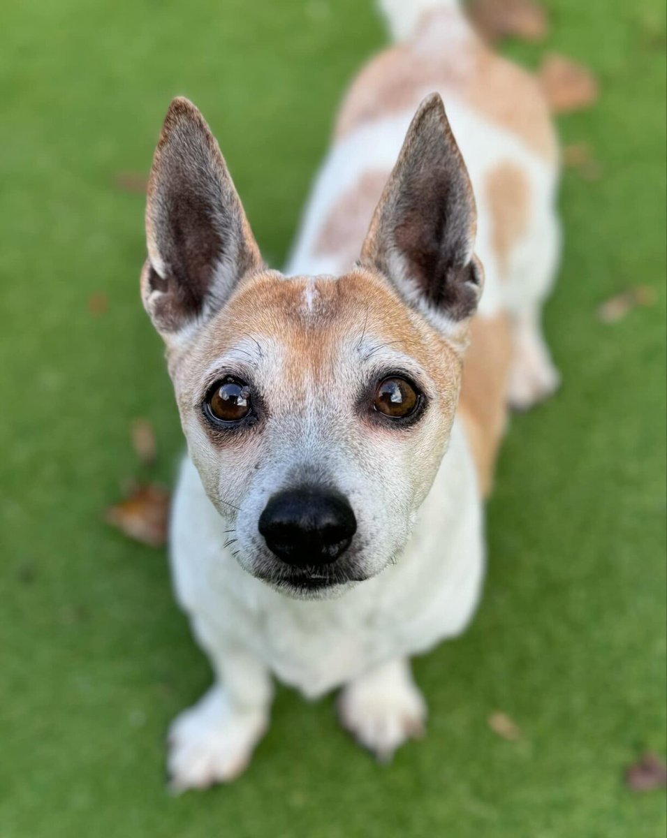 AdoptionsUk's tweet photo. Please retweet to help Harry find a home #YORKSHIRE #UK  Aged 12 💔
Details or apply for Harry below 👇
https://t.co/F6LiglAFdw
 is a 12 year old Jack Russell cross (possibly Chihuahua or even Corgi!) who is looking for a quiet retirement home. He’s a lovely little chap who was very scared and shy at first, so needed some time to warm up to us when he first arrived, but he is now much happier now that he’s found his feet and is a proper little character! He already knows where his favourite treats are in our office and will stand and look at them to show us where they are – he’s definitely a clever little boy who knows what he wants!!  Harry is quite a sensitive little soul who needs a gentle hand with someone who won’t be too overbearing with him – he loves a fuss on his terms, but doesn’t want any heavy handling. 
Harry settles well in his kennel, and we’ve yet to hear a bark from him bless him. He has shown no issues at all around other dogs – he doesn’t seem at all interested in other dogs!   He could live with another smaller, calm dog who won’t be too much for him. 
He is not cat tested. Harry enjoys getting out for a walk, and although he won’t be one for huge long walks, he would really enjoy a nice couple of walks a day to stretch his little legs!  He isn’t the happiest when travelling, and will tremble/cry/pant in the car, so ideally he wouldn’t want a lifestyle where he would be doing lots of car journeys, but he can manage for shorter trips where needed. Harry so deserves to find a home who will give him all the love and care in the world – a calm, quiet child free home with a private, secure garden would be perfect for him.  #dogs #dog #JackRussell #Sheffield #Leeds #Rotherham #Wakefield #Bradford #England #adoptontshop #Rescuedogs