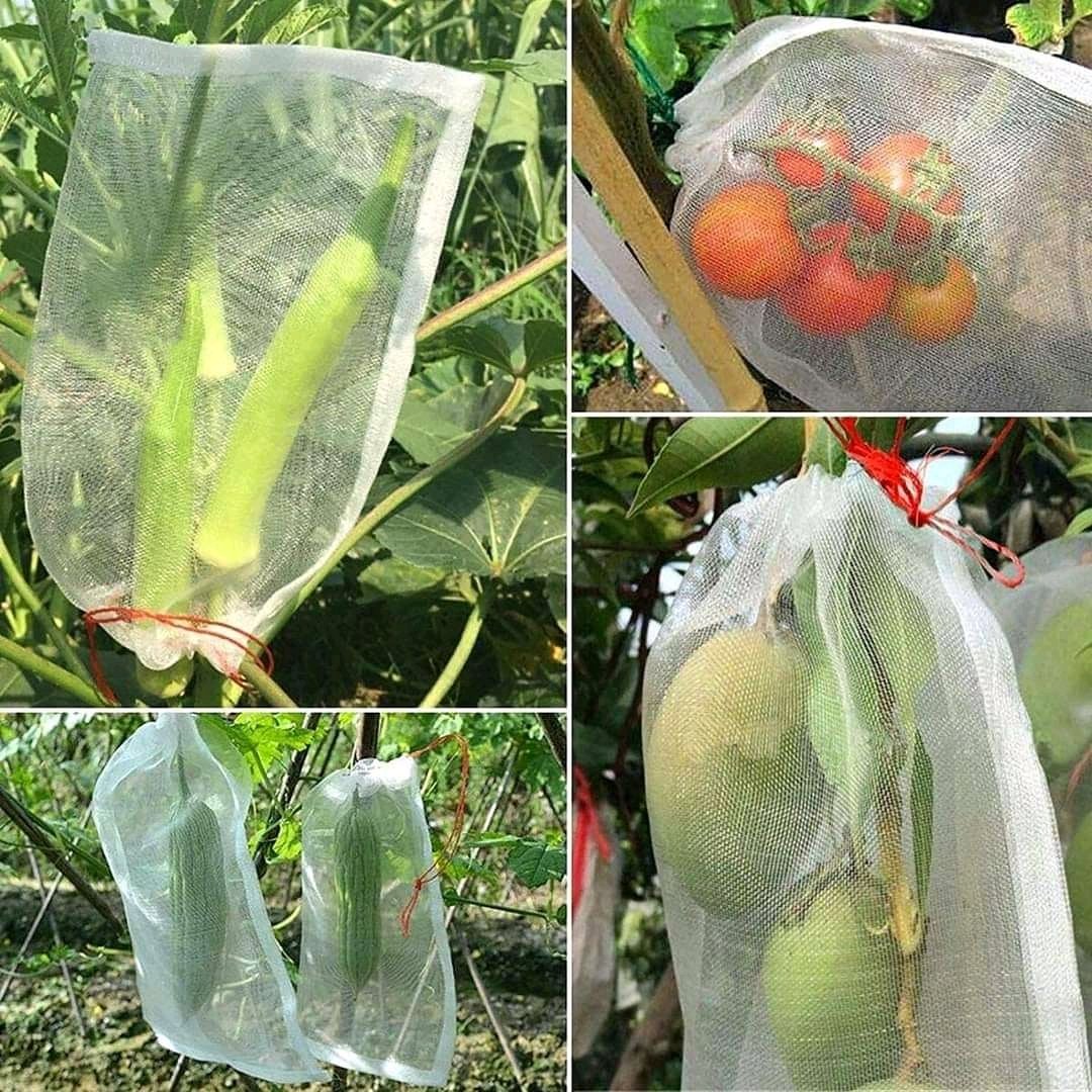 Right Cohen 🇺🇬 (@rightcohen) on Twitter photo Covering fruits with polythene bags prevents them from being damaged by pests.
However, the bags should has some holes to allow aeration inside it.
This is one of the best ways to control crop pests especially birds & insects.
Like & Repost.
Follow <a href="/RightCohen/">Right Cohen 🇺🇬</a>
#LetsFarmTogether Covering fruits with polythene bags prevents them from being damaged by pests.
However, the bags should has some holes to allow aeration inside it.
This is one of the best ways to control crop pests especially birds & insects.
Like & Repost.
Follow <a href="/RightCohen/">Right Cohen 🇺🇬</a>
#LetsFarmTogether