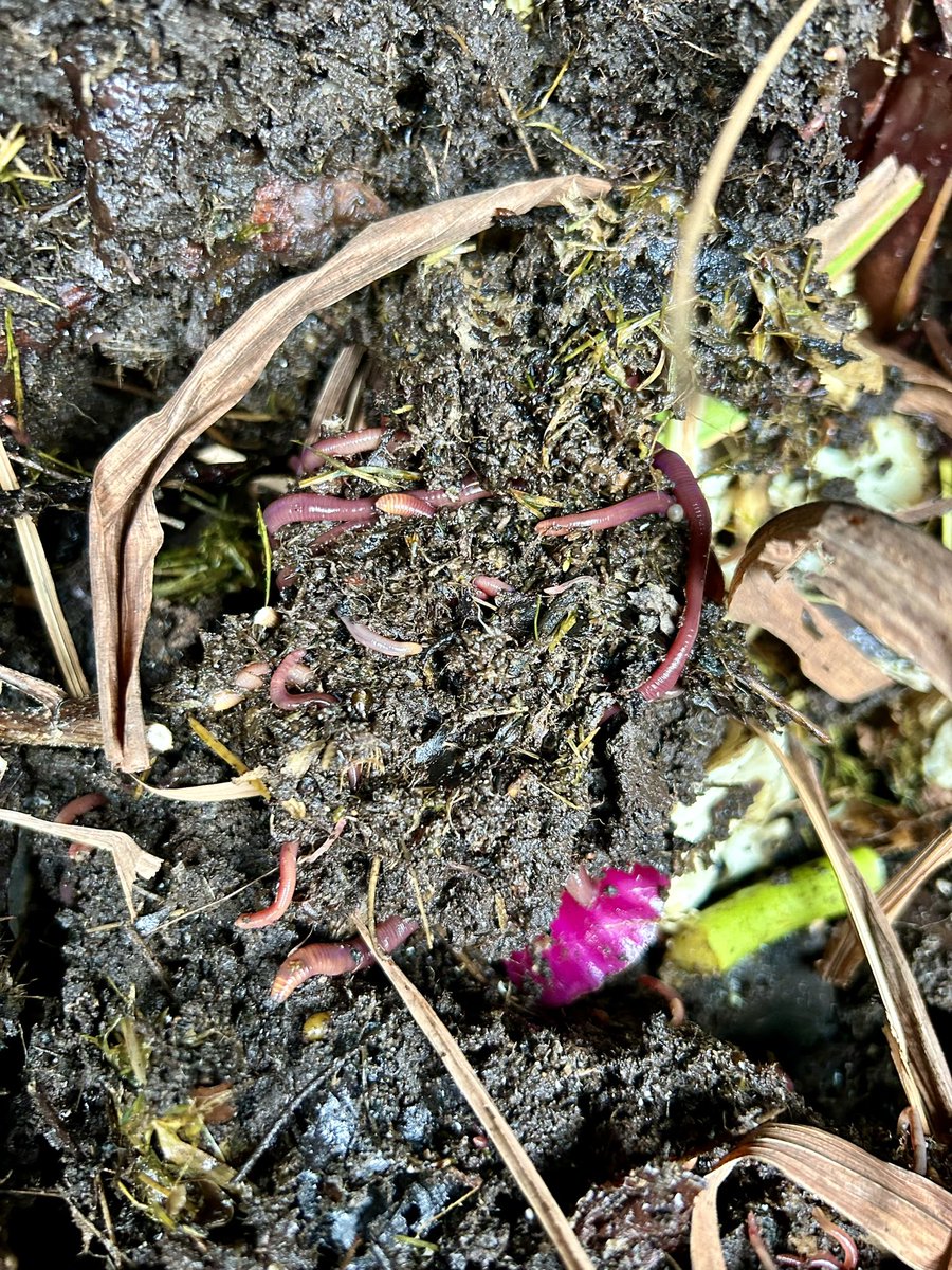 I can’t believe I haven’t posted since August! Such a lot going on but finally getting back to focusing on gardening. Sharing pic of my wonderful compost worms. It has taken long time to reach this stage but finally having success here 🪱#GardeningX #compost