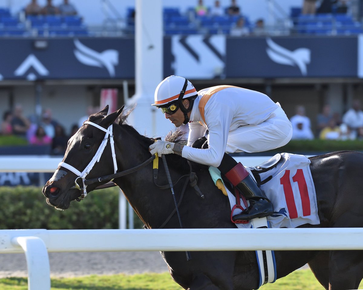 SaffieJosephJr's tweet photo. In Our Time

Cellars Shiraz Stakes $95,000
Jockey: Edwin Gonzalez
Trainer: Saffie Joseph, Jr.
Owner: Miller Racing LLC

#GulfstreamPark #SunshineMeet Friday, November 1, 2024 #TeamJosephJr 

📸 @coglianesephoto • Lauren King • @RyanFromChicago https://t.co/ZMEgfvLfD7