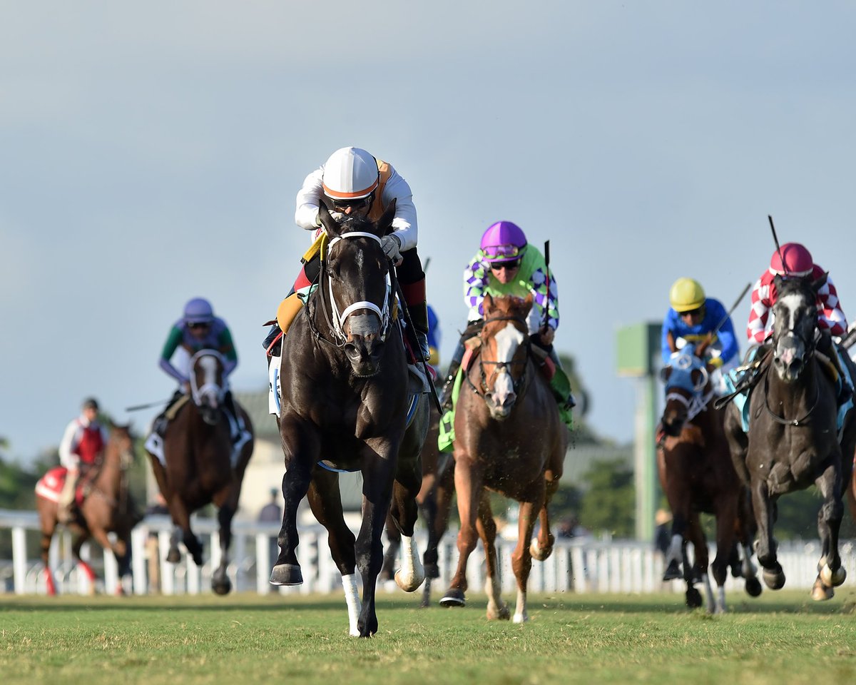 SaffieJosephJr's tweet photo. In Our Time

Cellars Shiraz Stakes $95,000
Jockey: Edwin Gonzalez
Trainer: Saffie Joseph, Jr.
Owner: Miller Racing LLC

#GulfstreamPark #SunshineMeet Friday, November 1, 2024 #TeamJosephJr 

📸 @coglianesephoto • Lauren King • @RyanFromChicago https://t.co/ZMEgfvLfD7