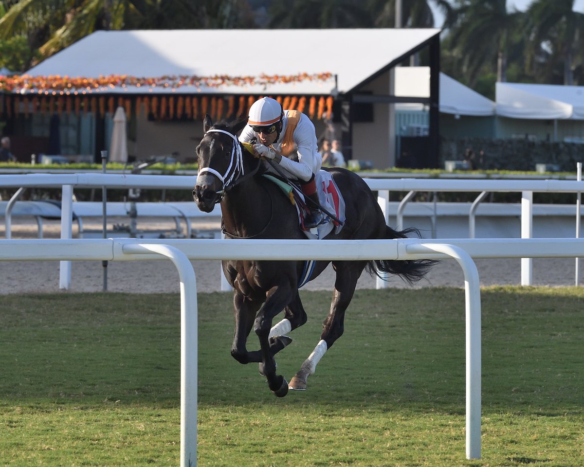 SaffieJosephJr's tweet photo. In Our Time

Cellars Shiraz Stakes $95,000
Jockey: Edwin Gonzalez
Trainer: Saffie Joseph, Jr.
Owner: Miller Racing LLC

#GulfstreamPark #SunshineMeet Friday, November 1, 2024 #TeamJosephJr 

📸 @coglianesephoto • Lauren King • @RyanFromChicago https://t.co/ZMEgfvLfD7