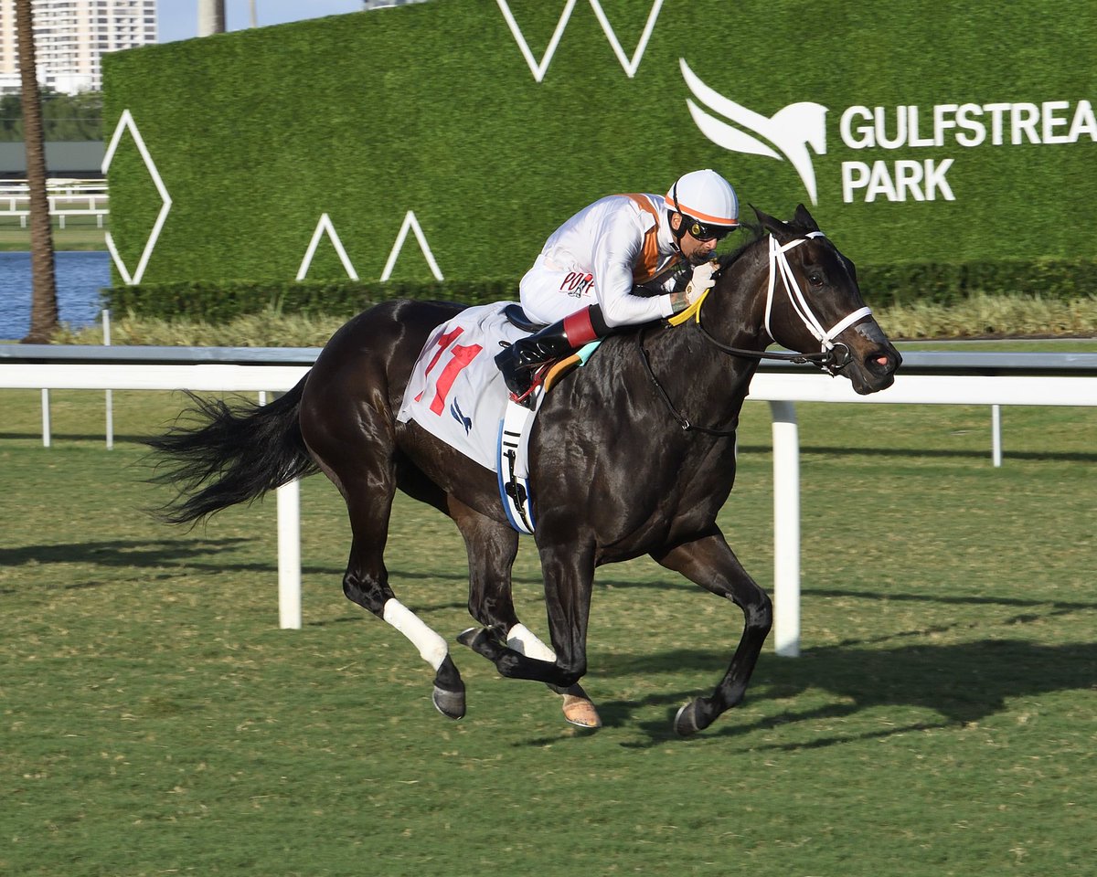 SaffieJosephJr's tweet photo. In Our Time

Cellars Shiraz Stakes $95,000
Jockey: Edwin Gonzalez
Trainer: Saffie Joseph, Jr.
Owner: Miller Racing LLC

#GulfstreamPark #SunshineMeet Friday, November 1, 2024 #TeamJosephJr 

📸 @coglianesephoto • Lauren King • @RyanFromChicago https://t.co/ZMEgfvLfD7