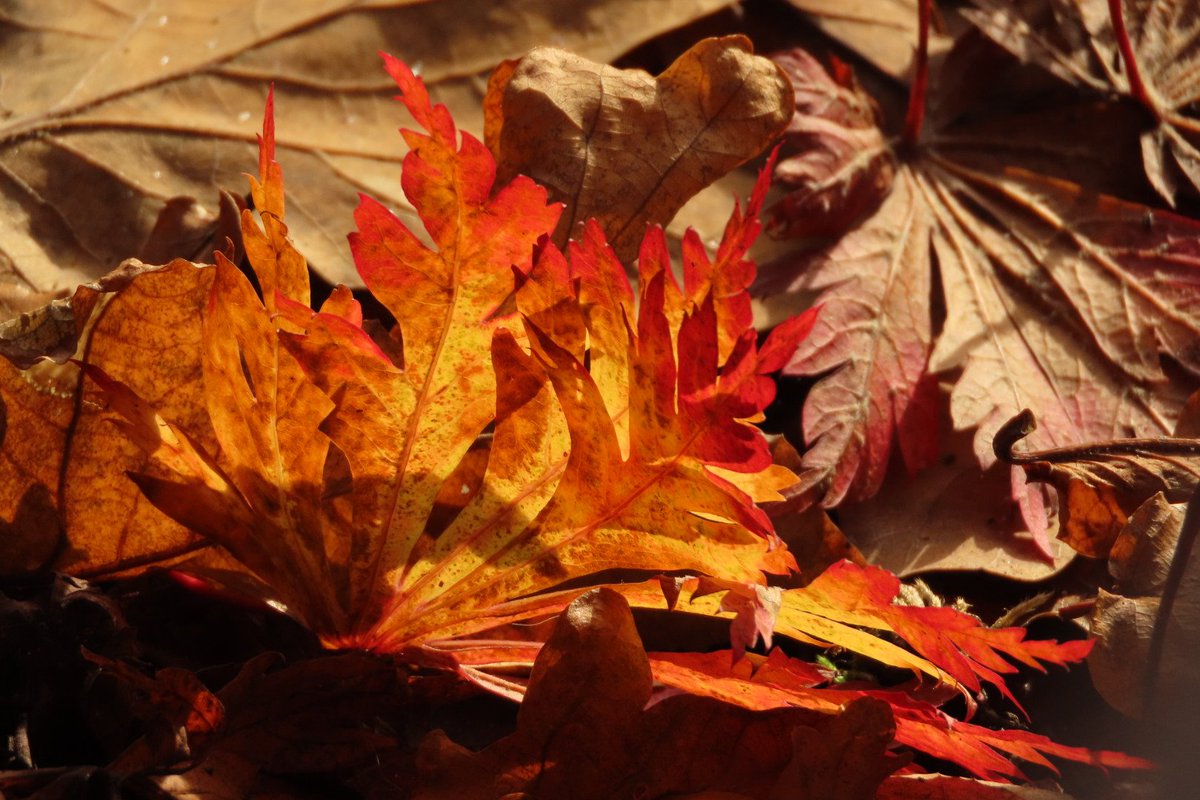 Elsbeth Kwant tweet media