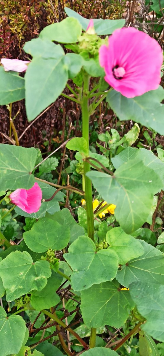 Und es blüht immer noch etwas 😊.
Schöne Nachmittags Grüße aus dem Garten 🙋‍♂️🍄‍🟫🍁