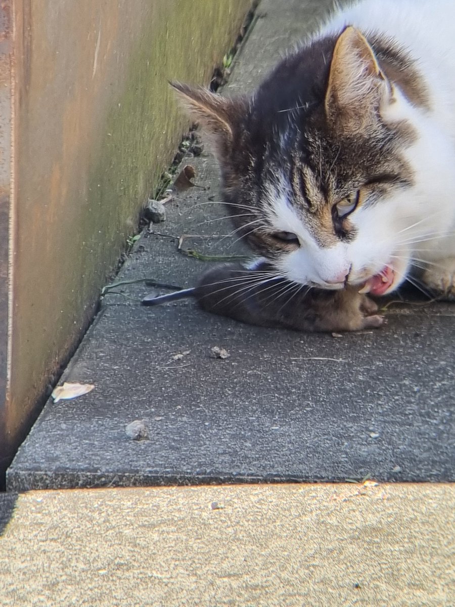Not how I wanted to see my first Snow Vole :(
#cats #conservation #ecology