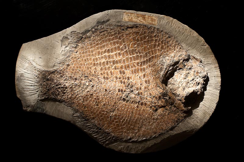 Kendal Museum proudly showcases its outstanding geological collections, featuring two dedicated rooms filled with intriguing exhibits. Additionally, our World Wildlife Gallery highlights remarkable fossil specimens that will captivate anyone.
