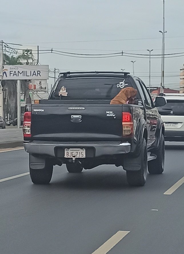 mae_chdl's tweet photo. A vcs creo q las pers tienen a los perros de raza solo d adorno con este clima. pleno mediodía este inocente iba en esas condiciones. Mientras el dueño encerrado bajo aire. Si así lo tiene en la calle no me quiero imaginar en la 🏠  @TelefuturoInfo @MARIANONIN1 @NOalMaltratoPy https://t.co/PNNSvHv9C8