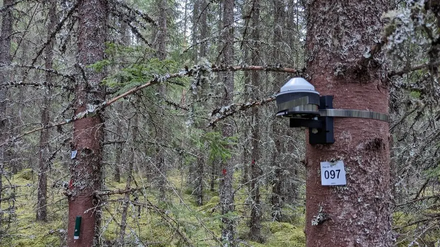 🌲Would you like to study climate effects on forests by remote sensing? We have an open three-year #postdoc #position within #remotesensing of forests! Study the "pulse" of trees using RS and dendrometers. 

Learn more and apply here 👉 bit.ly/4fqzA4D