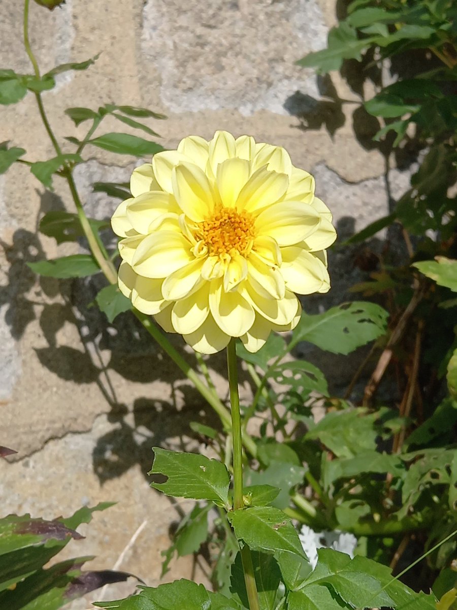 Narcissou1's tweet photo. Mon soleil en deux temps #Dahlia
#fleuritonfil https://t.co/QNVAQUO8ZD