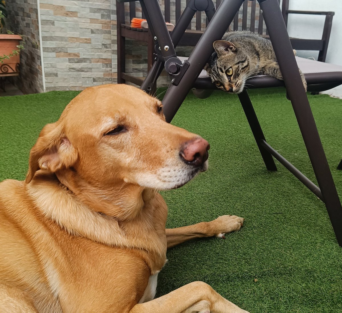 Entre tanto drama, éstos siempre nos sacan una sonrisa ♥️