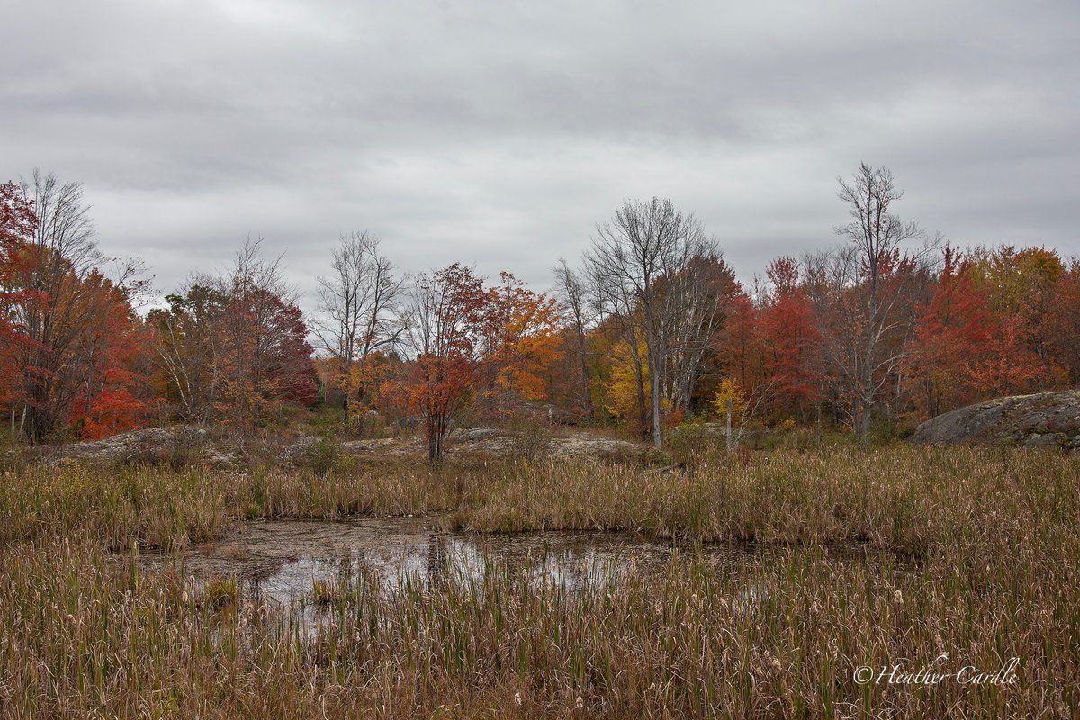 heathercards's tweet photo. #ChickPicotheDay
Day 4,722

"Autumn leaves don't fall off, they fly. They take their time and wander on this their only chance to soar."
~Delia Owens

#HeatherCardlePhotographer #Flinton 
@followers @topfans https://t.co/GigJmbW2c4