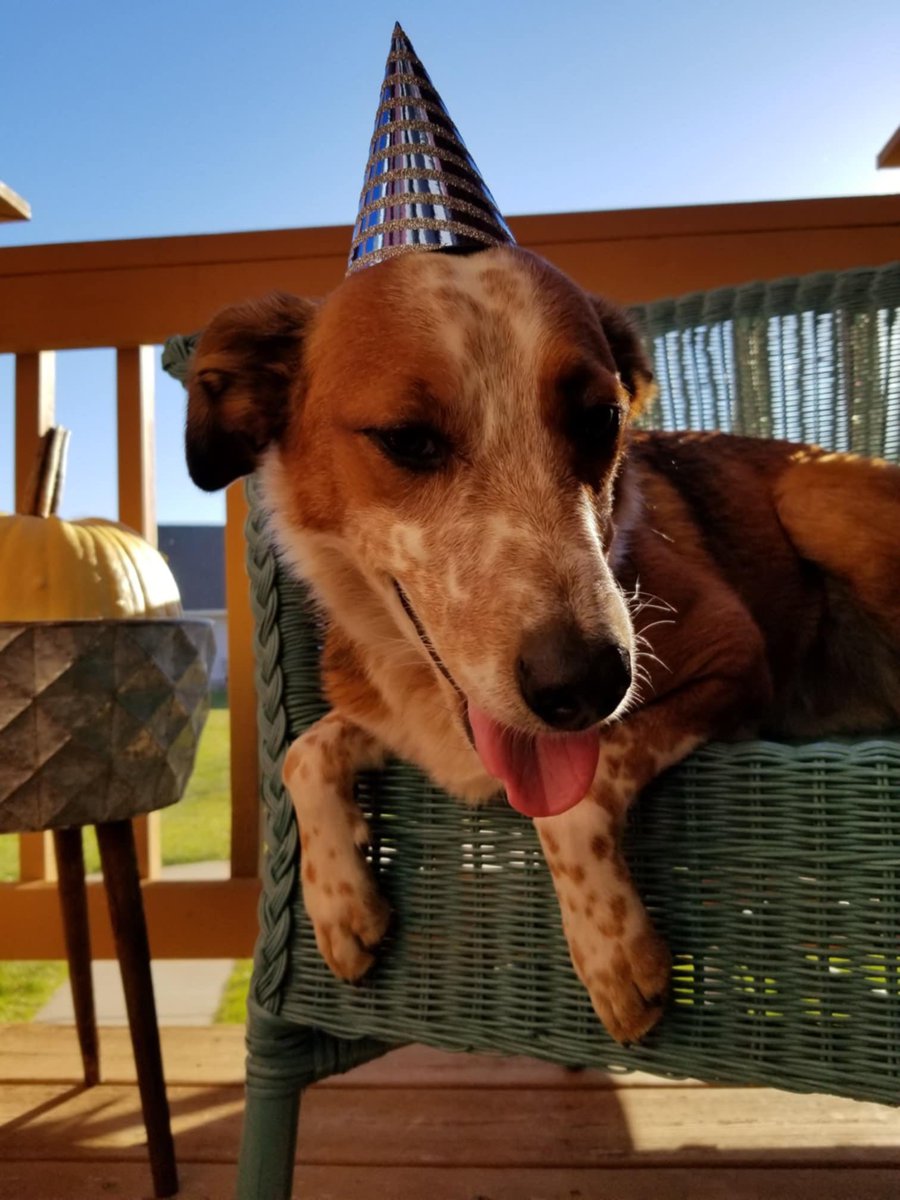 AireVentures's tweet photo. Finn is 7 today! I’m sure there will be treats, and maaaaybe his first #TNNUpdate later today.☺️ https://t.co/htsUdz4XIS