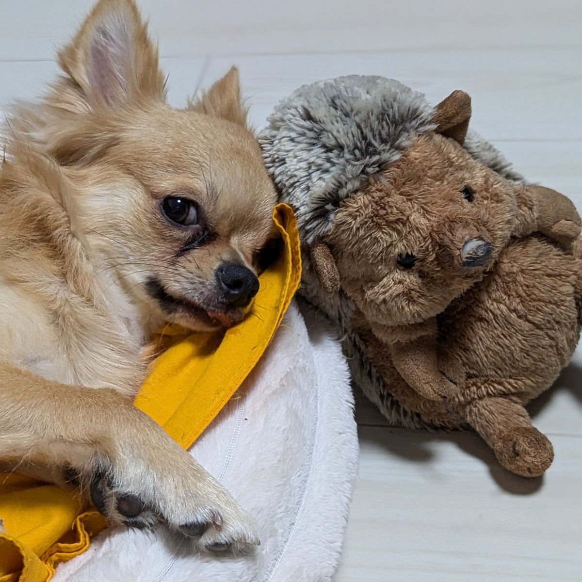 mummy4942's tweet photo. 仲良し🐕🦔 https://t.co/8eJup7NMVO