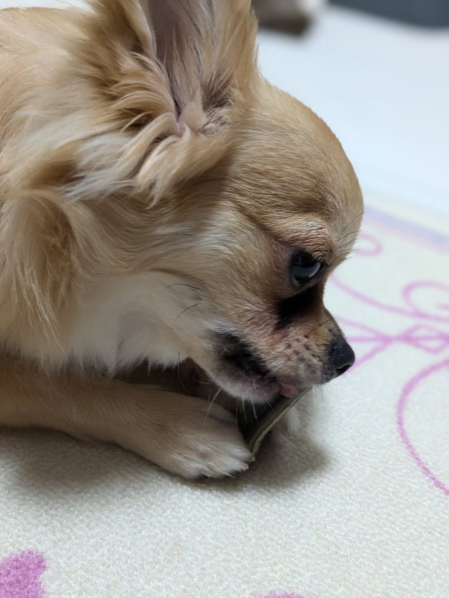 mummy4942's tweet photo. 仲良し🐕🦔 https://t.co/8eJup7NMVO