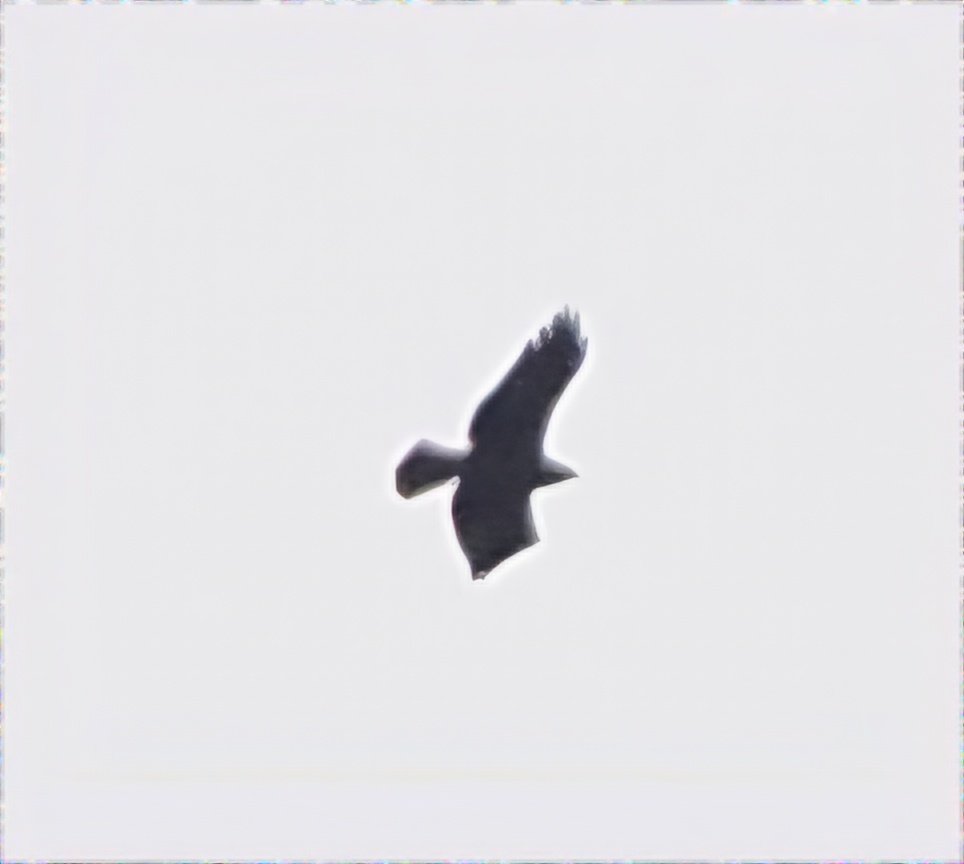 It's not going to win any photo competitions, but when your luck is in, you can't complain. This is the dark-phase Booted Eagle in the Thames Valley near Henley today. Jammed in on it as driving along the valley and 3 biders had just located it!