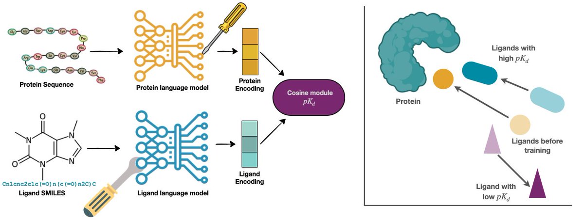 📢🧬Looking for fast and reliable ways to predict binding affinities? Meet BALM!👋

BALM predicts binding affinity from protein sequences and ligand SMILES using pretrained protein and ligand language models. 

📄 doi.org/10.1101/2024.1…
🔗 github.com/meyresearch/BA…

🧵1/9