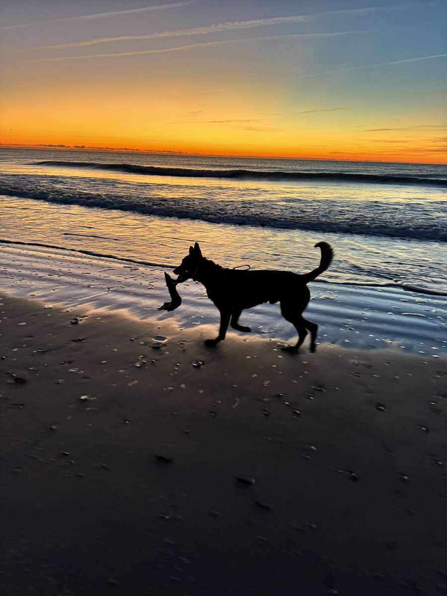 PackRunK9's tweet photo. Best way to start your day. #runningwithdogs #beachrunning #packrun #brigantinebeach #Dogs #malinois #Maligator 
#belgianmalinois #paws #pawprints https://t.co/V5qDSXemLF