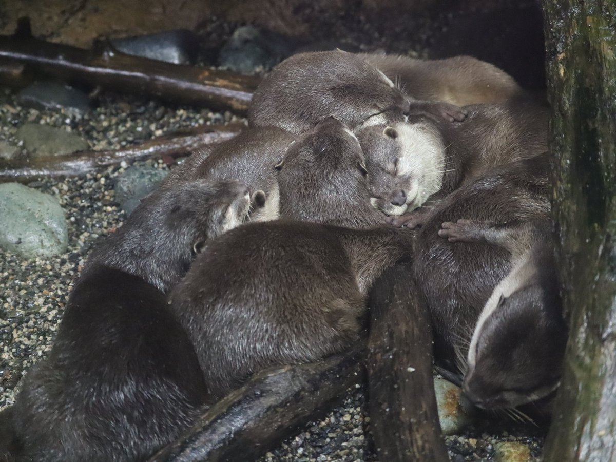 P3ENI80CF's tweet photo. 2024/09/21

～　みんなでスヤスヤ💤　～

#コツメカワウソ　#Smallclawedotter
#那須どうぶつ王国 https://t.co/weqJcsymZJ