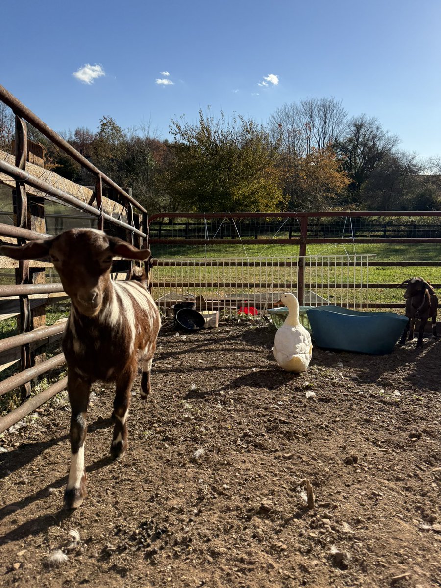 Mrs. Amirifar (@mrsamirifar) on Twitter photo Was invited to go to a previous year students Halloween farm party 🧡<a href="/MsGueMar/">Ms. Guevara-Márquez</a> <a href="/PotowmackES/">Potowmack Elementary School</a> Was invited to go to a previous year students Halloween farm party 🧡<a href="/MsGueMar/">Ms. Guevara-Márquez</a> <a href="/PotowmackES/">Potowmack Elementary School</a>