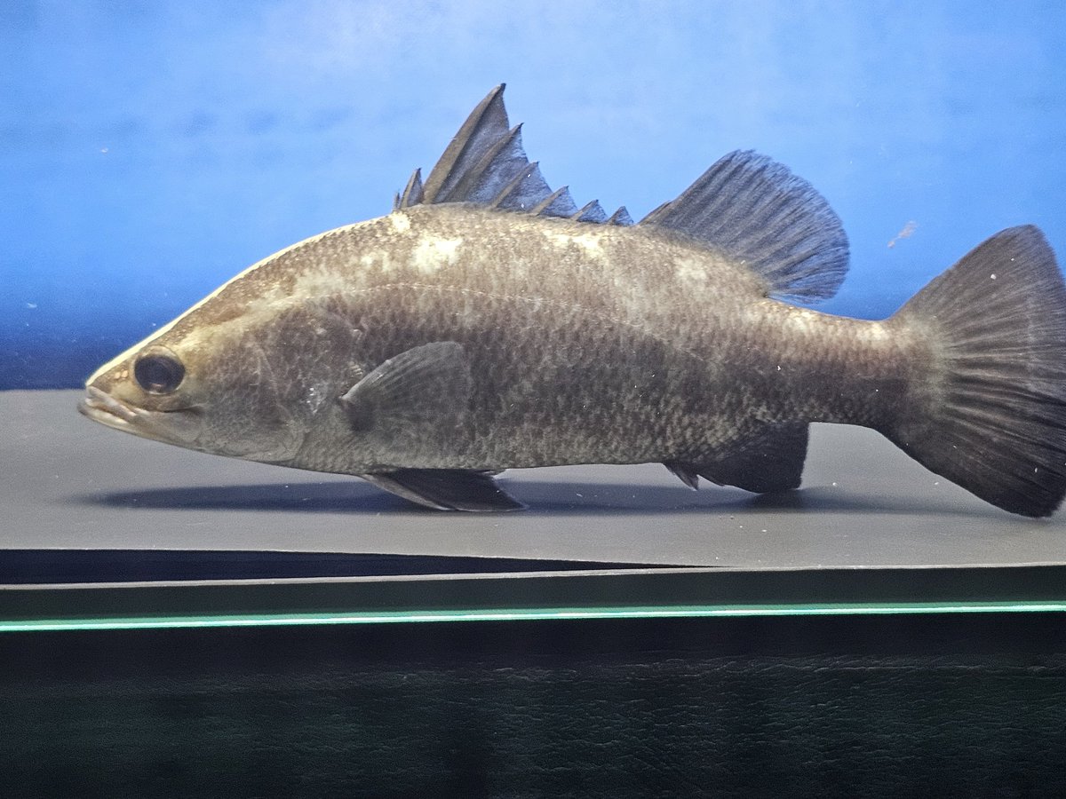 YAMATOFISH212's tweet photo. オーストラリアンバラマンディ約20cm～25cm　6500円～10000円残りわずか https://t.co/Bjm158Oqs2