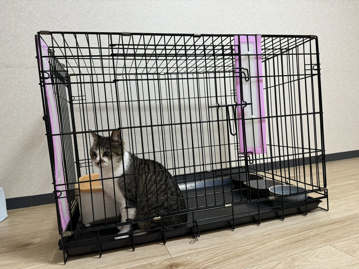 【拡散希望】

阪神武庫川駅付近で今、保護しました。
あまりにも人懐っこいので誰かの家猫かもしれません。
ご家族の方いませんか？

 <a href="/hogoneko_katsuo/">保護猫カフェ かつお（シェルター）</a> で預かってます。