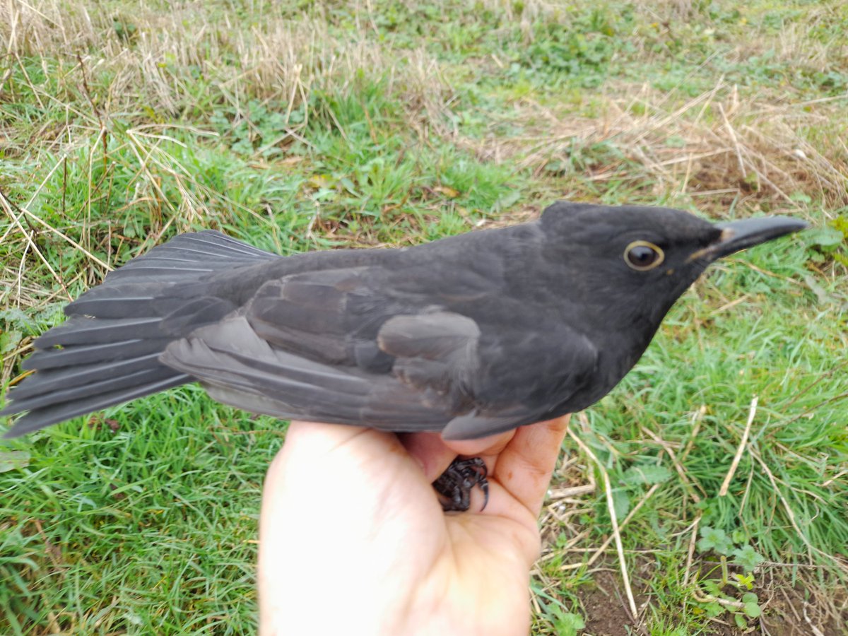 Bucktonbirder now on Bluesky tweet media