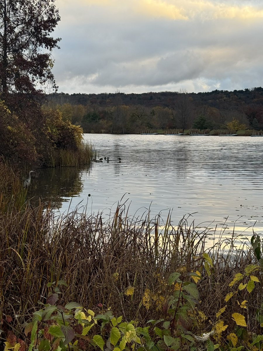From my morning walk! A heron, some ducks and a cormorant ❤️ Maybe I should become a morning person