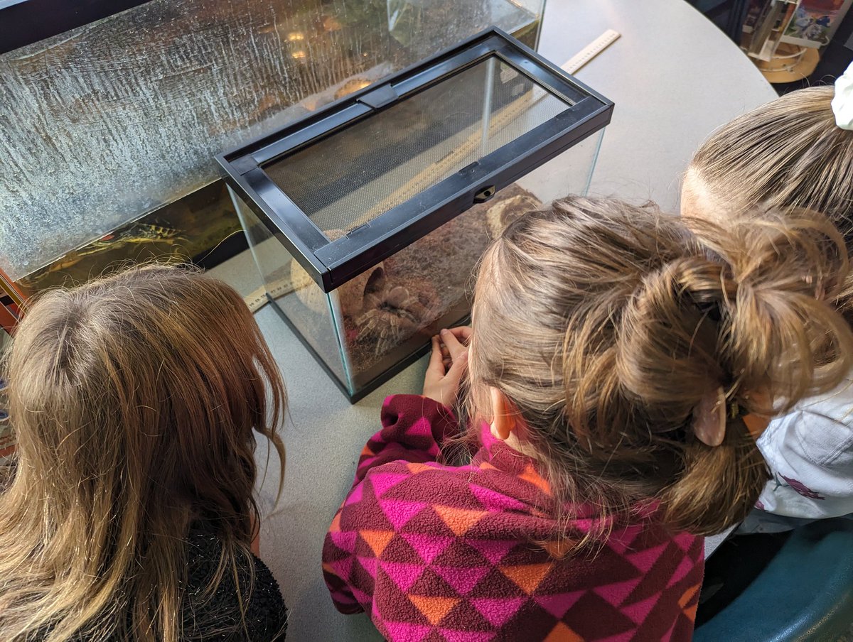 Starting a new Science unit: animal systems/functions. We have tree frogs &amp; turtles in the classroom &amp; added a Chilean Rose Tarantula. We  have endoskeleton, exoskeleton, &amp; both covered. Beginning of the week they were terrified. Now they'll miss her over the weekend! #❤️Science