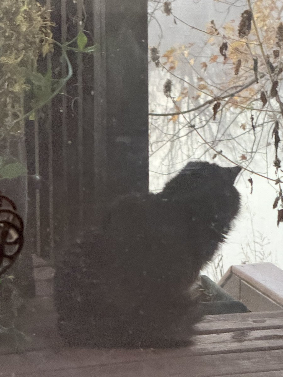 Memory the beautiful tuxedo cat tweet media
