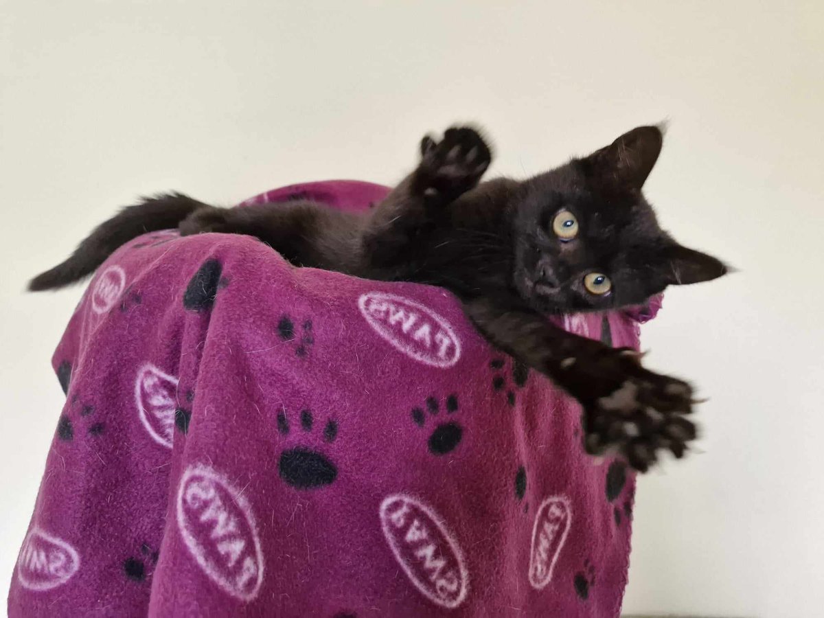 CPFalHel's tweet photo. Energetic little Hugo is the ultimate in non-stop kitten playtime. Full of innocent kitten mischief and rascality, Hugo loves to run, climb, and chase his balls and toy mice at every opportunity. Hugo also enjoys lots of fuss and attention. 
https://t.co/ztvVVzhANm https://t.co/fMpL2r6zNP