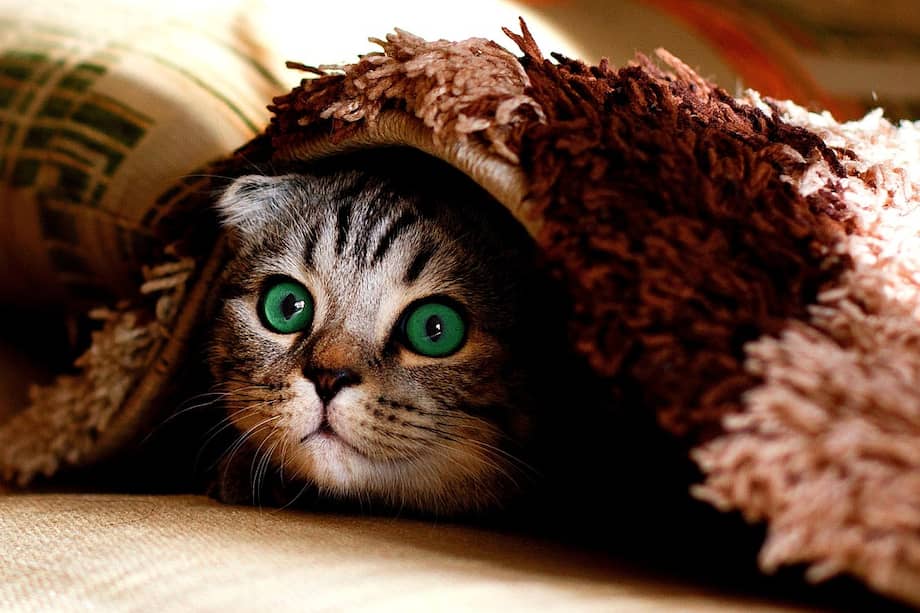 Me llama poderosamente la atención el hecho de que los perros, así como los gatos y quién sabe qué otros animales, puedan mostrar ciertos signos de vergüenza. Por ejemplo, el caso de los perros que muestran sumisión al ser reprendidos por sus dueños por hacer algo que no debían.