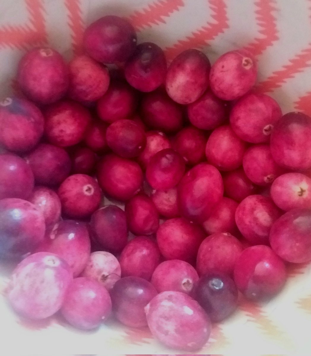 A couple handfuls of foraged wild bog cranberry

#Foraging #Cranberries #Nature