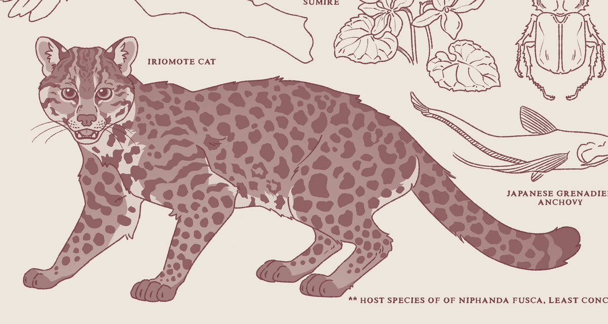 quailtea's tweet image. Kitty kitty