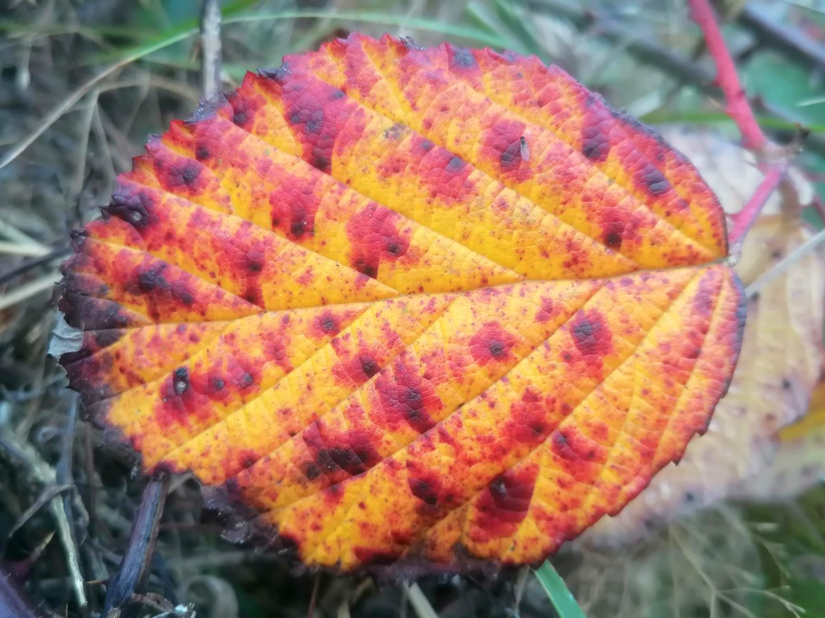 Bramble leaf with wee fly.