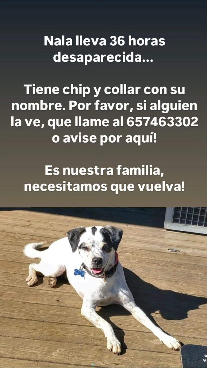 Desde el sábado sin ti! 💔

Por favor, si alguien ve a NALA que nos informe!
Estamos desesperados, la necesitamos de vuelta.
Rogamos difusión.

Se perdió en la zona del Polígono del Tambre, Santiago de Compostela (Galicia, España)